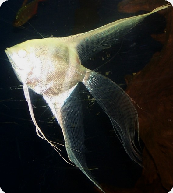 Albino Highfin Lace Angelfish - Large